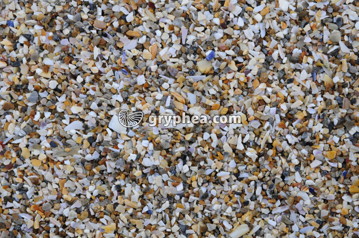 Sable coquiller actuel - gryphea.org